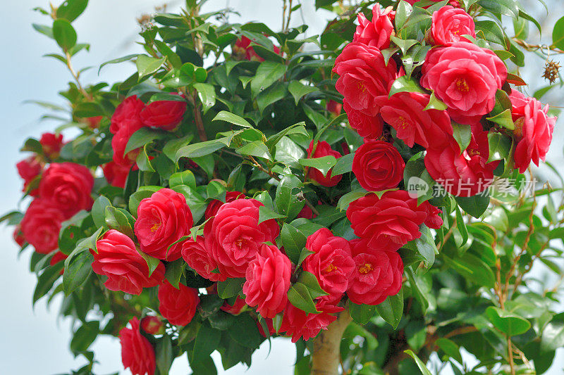 山茶花/日本山茶花花:红色，粉红色和白色